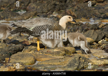 Oca montane Chloephaga picta leucoptera femmina adulta con gosling bevendo acqua piovana Isola di carcassa West Falkland Foto Stock