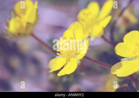 Cinquefoil ( Potentilla reptans ) Foto Stock