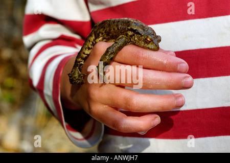 Politica europea comune in materia di toad ( Bufo bufo ) giacente sulla mano di un bambino Foto Stock