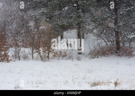 Lone doe deer sta silenziosamente in un prato nevoso su un freddo inverno Colorado giorno Foto Stock