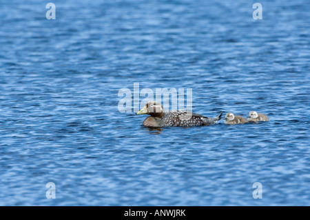 La endemica vaporizzatore Falkland Duck Tachyeres brachydactyla piscina principale con le ochette espulsore stagno Isola di carcassa Falklands Foto Stock
