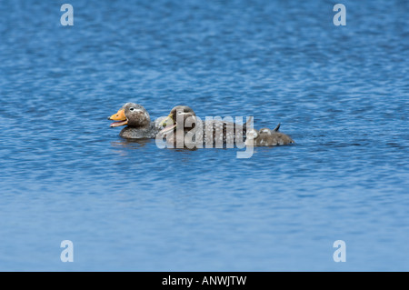 La endemica vaporizzatore Falkland Duck Tachyeres brachydactyla genitori nuoto con le ochette espulsore stagno Isola di carcassa Falklands Foto Stock
