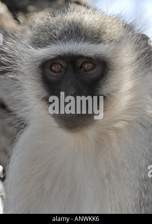 Vervet monkey (Cercopithecus aethiops) nel Krugerpark, Sud Africa Foto Stock