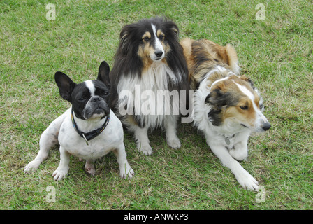Gruppo di cani, bulldog francese, shelty e collie mix Foto Stock