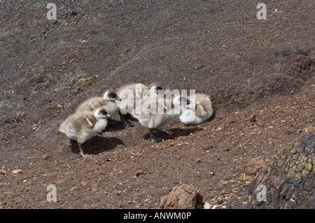 Oca montane Chloephaga picta leucoptera goslings appoggiato Sea Lion Island Isole Falkland Est Sud Atlantico Dicembre Foto Stock