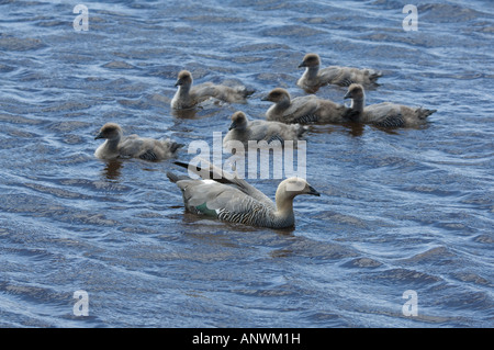 Oca montane Chloephaga picta leucoptera femmina adulta con goslings sull'acqua Beaver Pond bordo mare Lion Falklands Foto Stock