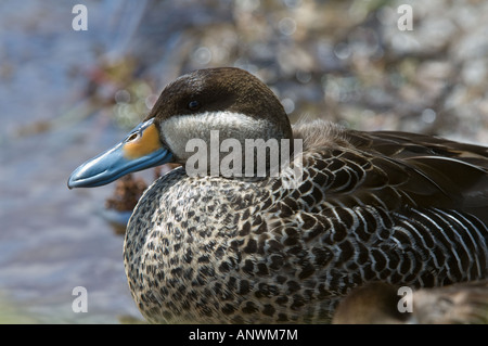 Silver Teal (Anas versicolor fretensis) adulto su acqua lunga vasca Sea Lion Island Isole Falkland Est Sud Atlantico Foto Stock