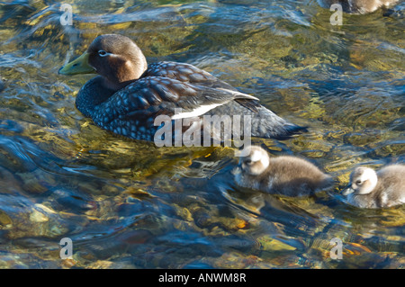 La endemica vaporizzatore Falkland Duck Tachyeres brachydactyla nuoto femminile con le ochette Stanley Harbour Falklands Foto Stock