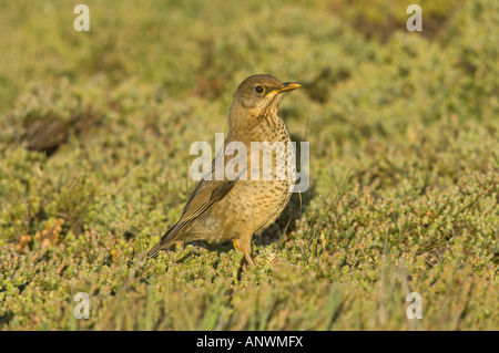 Tordo Falkland (Turdus f. falklandii) capretti in attesa nel farlo dee (Empetrum rubrum) ad essere alimentato dalla principale isola di carcassa Foto Stock