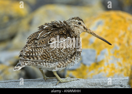 Magellanic beccaccino (Gallinago paraguaiae magellanica) adulto, in piedi sulla roccia costiere, Isola di carcassa, West Falklands, Dicembre Foto Stock