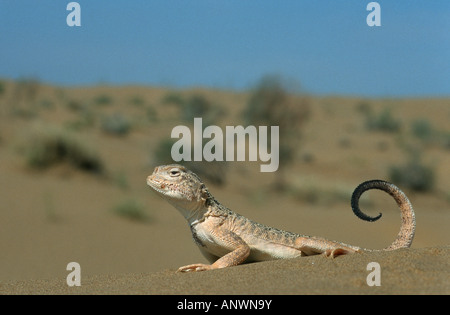 Secret toadhead AGAMA SA, toad intitolata AGAMA SA (Phrynocephalus mystaceus), maschio in posizione minacciosa, Uzbekistan Karakalpakstan, Foto Stock