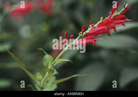 Ananas salvia (Salvia rutilans), fioritura Foto Stock