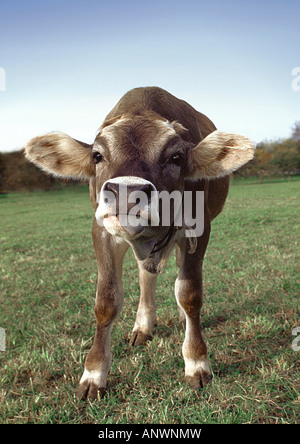 Gli animali domestici della specie bovina (Bos primigenius f. taurus), vitello curioso Foto Stock