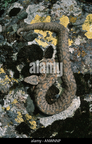 Montagna Ocellated viper, Wagner di vipera (Vipera wagneri, Montivipera wagneri), giacente su una pietra, Turchia, Anatolia, Karsha Foto Stock