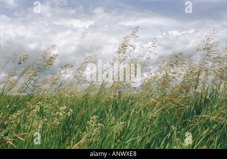 Erba di piume piegati dal vento Altai Siberia Russia Foto Stock