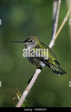 Rufous hummingbird (Selasphorus rufus), seduti su ramoscello Foto Stock