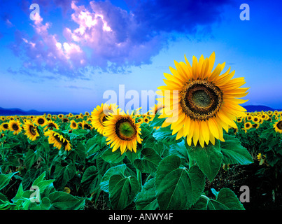 Gruppo di girasoli in campo azzurro del cielo la mattina presto sunrise cordoba spagna andalusia Foto Stock