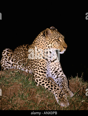 Africa, Kenia Masai Mara. Leopard nella notte (Panthera pardus) Foto Stock