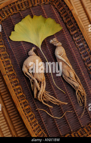 Il Ginseng la radice di energia con foglie di ginkgo Foto Stock