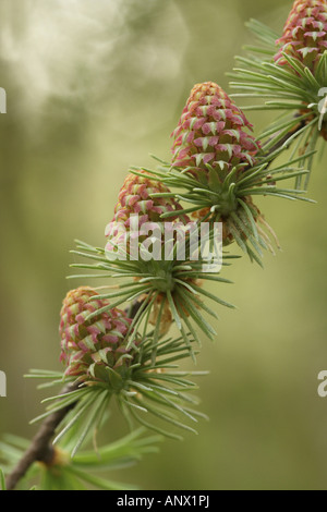 Giapponese larice (Larix kaempferi), coni di fioritura Foto Stock