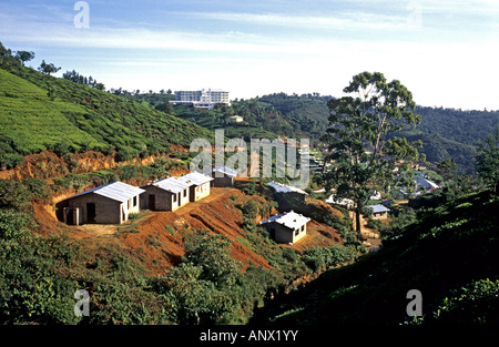 Le piantagioni di tè vicino a Nuwara Eliya mostra terrazze di arbusti e alberi di piccole abitazioni rurali o case Foto Stock