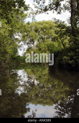 Il salice bianco (Salix alba), nella riflessione di una piccola ansa del fiume, in Germania, in Baviera Foto Stock