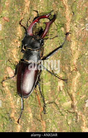 Stag beetle, Europeo stag beetle (lucanus cervus), grande maschio di bere succo di flottante su un tronco di quercia, Austria, Neusiedler See Foto Stock