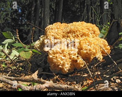 Legno, cavolfiore cavolfiore (funghi Sparassis crispa), in presenza di luce solare in corrispondenza del gambo di un pino, in Germania, in Baviera Foto Stock