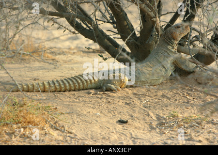 Spinosa-tailed lizard, Spinytailed lizard, uro, Dabb lizard (Uromastyx thomasi), che giace sotto un arbusto, in Qatar Foto Stock