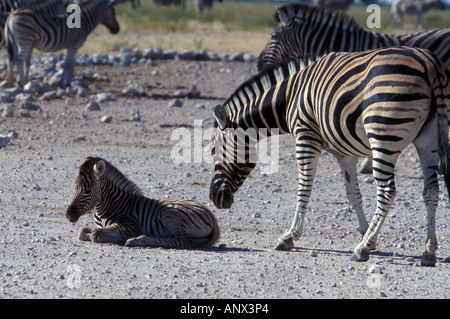 Una zebra madre guarda dopo il suo puledro giacente sul terreno, in Namibia della Etosha National Park Foto Stock