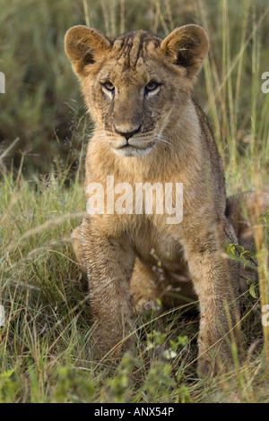 Lion (Panthera leo), cub, Kenya, Lake Nakuru National Park Foto Stock