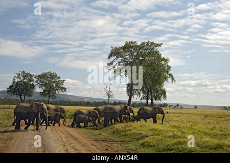 Elefante africano (Loxodonta africana), elefanti africani emergenti dai boschi di alimentare nella palude, Kenia Masai Mara Nazione Foto Stock