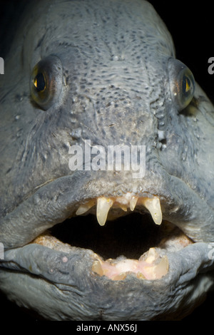 Lupo di mare, wolffish, pesce gatto, pesce gatto (Anarhichas lupus), il ritratto di un singolo animale Foto Stock