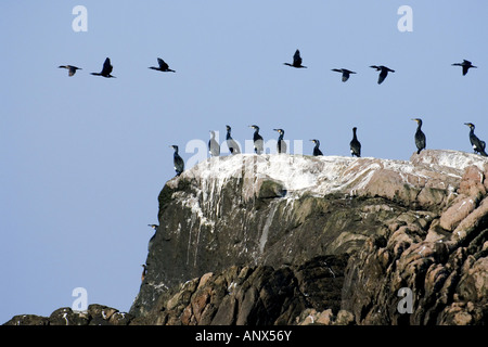 Cormorano (Phalacrocorax carbo), numerosi animali su una roccia di uccelli, Norvegia, Vest-Agder, idratazione, Hidrasund Foto Stock