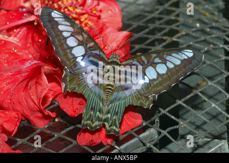 Clipper (Parthenos sylvia lilacinus), sul fiore Foto Stock