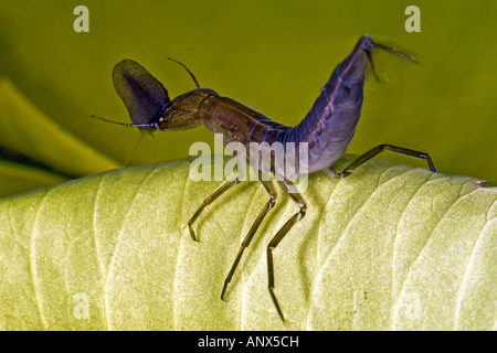 Grande diving beetle (Dytiscus marginalis), larve ha catturato un girino, Norvegia Foto Stock