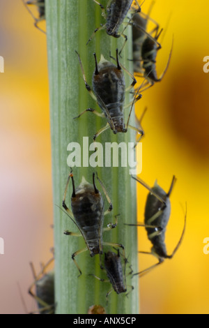 Afide di rose, greenfly (Macrosiphum rosae), sullo stelo Foto Stock