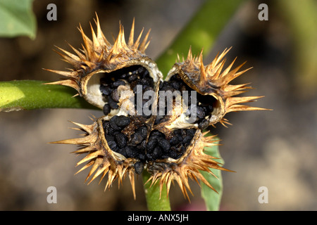 Stramonium, jimsonweed, thornapple, jimson weed (Datura stramonium), la capsula con sedds, Germania Foto Stock