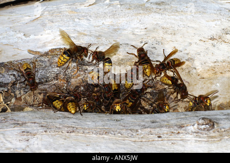 Hornet, marrone hornet, Europeo hornet (Vespa crabro), accanto all'ingresso del nido in un tronco di albero, GERMANIA Baden-Wuerttemberg Foto Stock