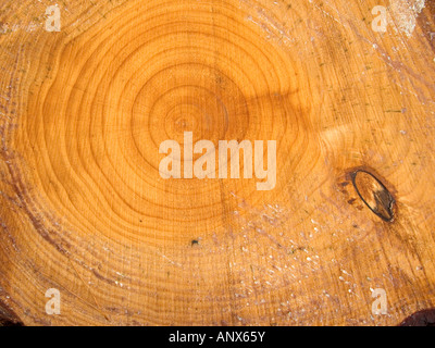 Vista ravvicinata del legname segato fine di un pino abbattuto albero che mostra anelli Foto Stock