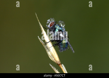 Pecore verme fly, pecore mosca carnaria, greenbottle (Lucilia sericata), con gocce di rugiada, Germania Foto Stock