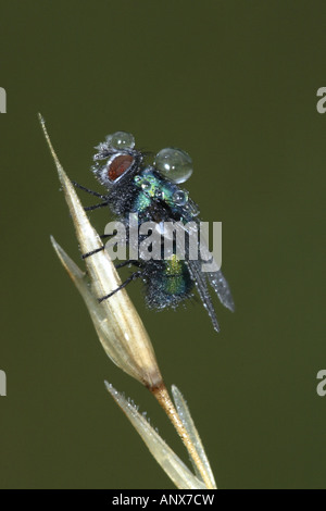 Pecore verme fly, pecore mosca carnaria, greenbottle (Lucilia sericata), con gocce di rugiada, Germania Foto Stock