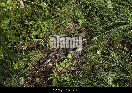 Biscia dal collare (Natrix natrix), diverse persone a prendere il sole , Germania, Baden-Wuerttemberg Foto Stock