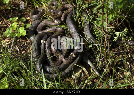 Biscia dal collare (Natrix natrix), diverse persone a prendere il sole, GERMANIA Baden-Wuerttemberg Foto Stock