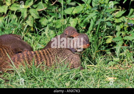 Africa, Uganda, Queen Elizabeth National Park. La Mangusta nastrati (Mango mungo) Foto Stock