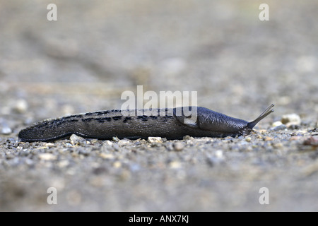 Ash-nero (slug Limax cinereoniger), sul, GERMANIA Baden-Wuerttemberg Foto Stock