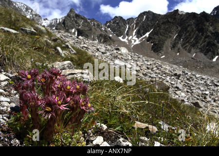 Casa di montagna-porro, Mountain semprevivo (Sempervivum montanum), con Hohe Geige in Pitztal Austria, Tirolo Foto Stock