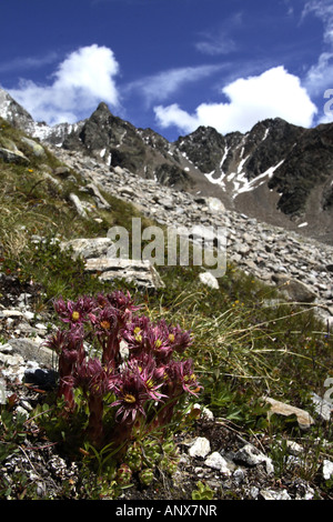 Casa di montagna-porro, Mountain semprevivo (Sempervivum montanum), con Hohe Geige in Pitztal Austria, Tirolo Foto Stock