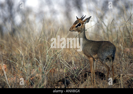 Kirk's dikdik, Kirk's dik-dik, Damara dik-dik (Madoqua kirkii), in piedi nella savana, Kenya, Samburu riserva nazionale, Isiolo Foto Stock