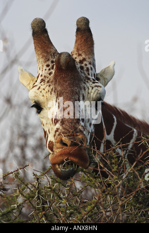 Giraffe reticolate (Giraffa camelopardalis recticulata), alimentazione, Kenya, Samburu riserva nazionale, Isiolo Foto Stock